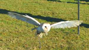 Owl at Willows Bird of Prey Centre in Knockholt