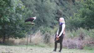 Woman by bird at The Falconry Centre in Stourbridge