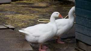 Ducks at Freightliners Farm in North London