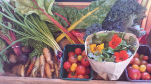 Fresh vegetables from Surrey Docks Farm in London