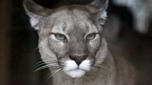 Mountain Lion at Amazona Zoo in Cromer