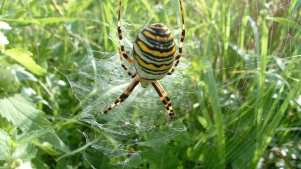 Spider at Brickfields Country Park in aldershot