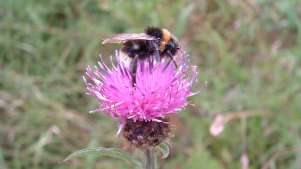 Bee on flower at Brickfields Country Park in Aldershot