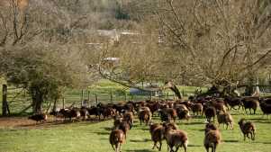 Sheep at Waterfowl Sanctuary and Childrens Farm in Banbury