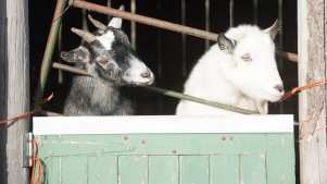 Goats at Waterfowl Sanctuary and Childrens Farm in Banbury