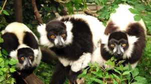 Lemurs at Shepreth Wildlife Park