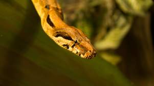 Snake at Farmer Teds Farm Park in Ormskirk