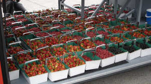 Fruit baskets at Parkside Farm PYO in Enfield