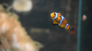 Tynemouth Aquarium - Featured Image - 2