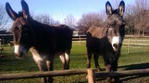 Donkeys at Hackney City Farm in Bethnal Green