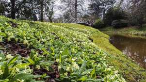 Plants by lake at Croome in High Green