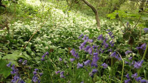 Flowers at Lickey Hills Country Park in Birmingham