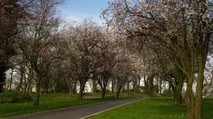 Trees at Queens Park in Bolton