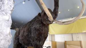 Model mammoth at Hull and East Riding Museum