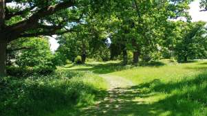 Walking path at Pope's Meadow in Bracknell