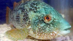 Ballan Wrasse fish at Lyme Regis Marine Aquarium