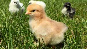 Chicks at River Bourne Community Farm in Salisbury
