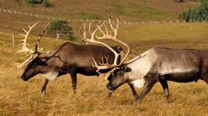 Stag at Cairngorm Reindeer Centre in Aviemore