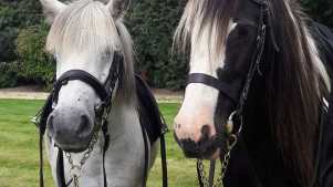 Houses at Pony Pursuits in Oxford