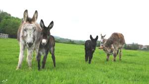 Donkeys at Newham Grange Country Farm in Middlesbrough