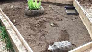 Turtle at Stonebridge City Farm in Nottingham