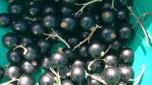 Blueberries at Copas Farm Iver