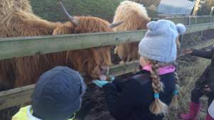 Kids feeding highland cow at Aston Springs Farm in Sheffield