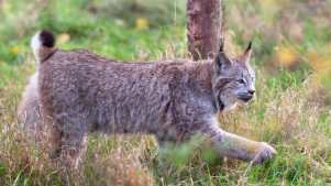 Lynx at Hamerton Zoo Park