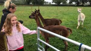Alpacas at Attwell Farm Park in Redditch