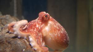Octopus at Lake District Coast Aquarium in Maryport