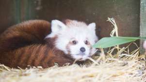 Red panda at Fota Wildlife Park in Carrigtwohill