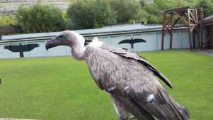 Vulture at Burren Bird of Prey Centre in Ballyvaughan