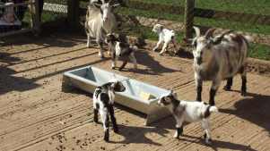 Goats at Hoar Park in Nuneaton