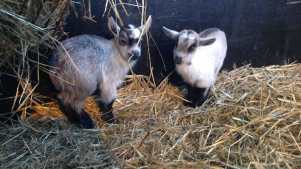 Goats at Tweddle Childrens Animal Farm in Hartlepool