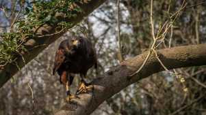 Falcon at North East Falconry in Ryton Woodside