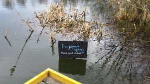 'Frogspawn factory' pond at RSPB Fairburn Ings in Castleford