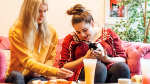 Kitty Cafe Nottingham - Featured Image - 2