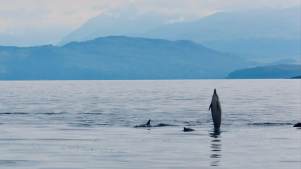 Seafari Adventures Oban - Featured Image - 2