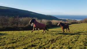 Woolacombe Riding Stables - Featured Image - 3