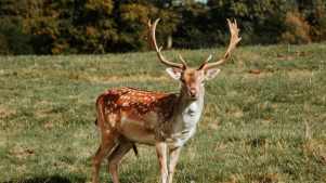 Ripley Castle - Featured Image - 3
