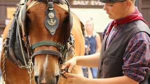 Dorset Heavy Horse Farm Park - Featured Image - 3