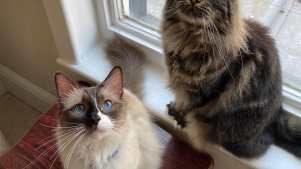 Cat Cafe Liverpool - Featured Image - 3