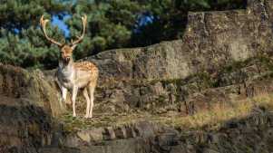 Bradgate Park Leicester - Featured Image - 2