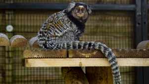 Hopefield Animal Sanctuary - Featured Image - 2