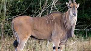 Watatunga Wildlife Reserve - Featured Image - 2