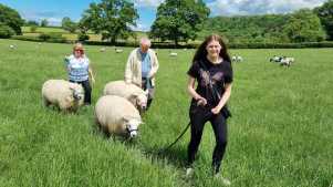 Somerset Sheep Trekking - Featured Image - 2