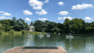 Pedalos in the park - Featured Image - 3