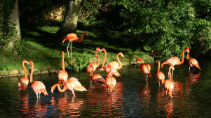 Birdland Park and Gardens - Featured Image - 3
