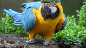Birdland Park and Gardens - Featured Image - 2