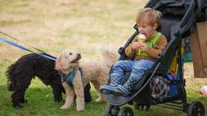 DogFest at Loseley - Featured Image - 2